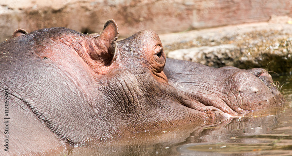 Portrait of a hippopotamus in the zoo Portrait of a hippopotamus in the zoo