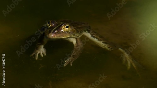 水面に浮くトノサマガエル