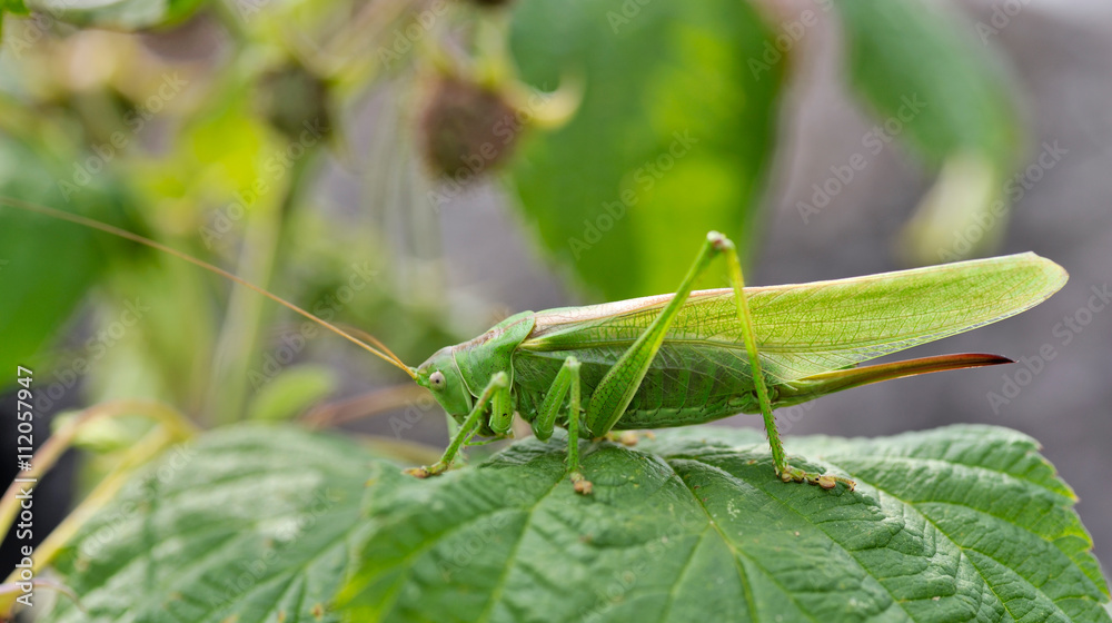 Meadow Grasshopper