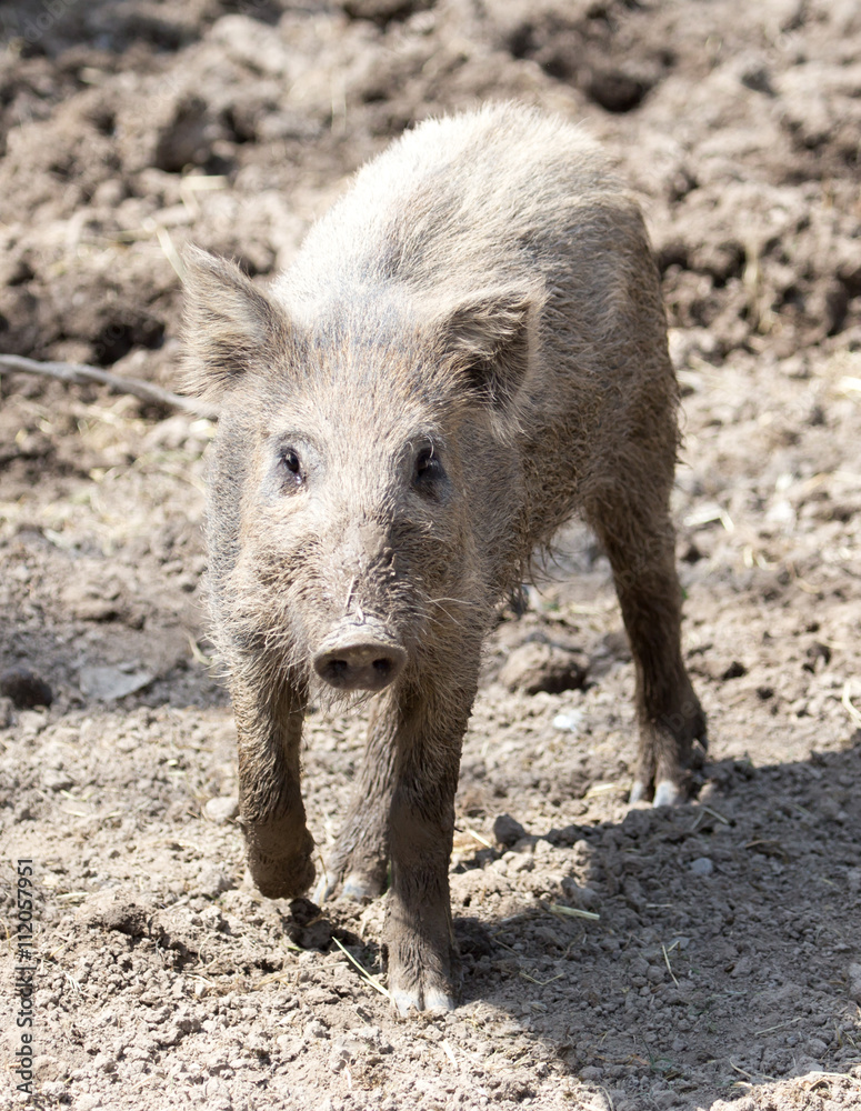 wild boar in a park on the nature wild boar in a park on the nature