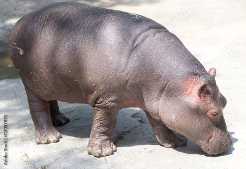 a small hippopotamus in the zoo