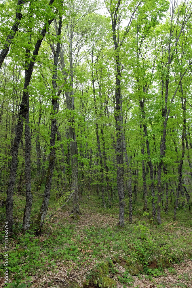 Obraz premium green forest trees in spring