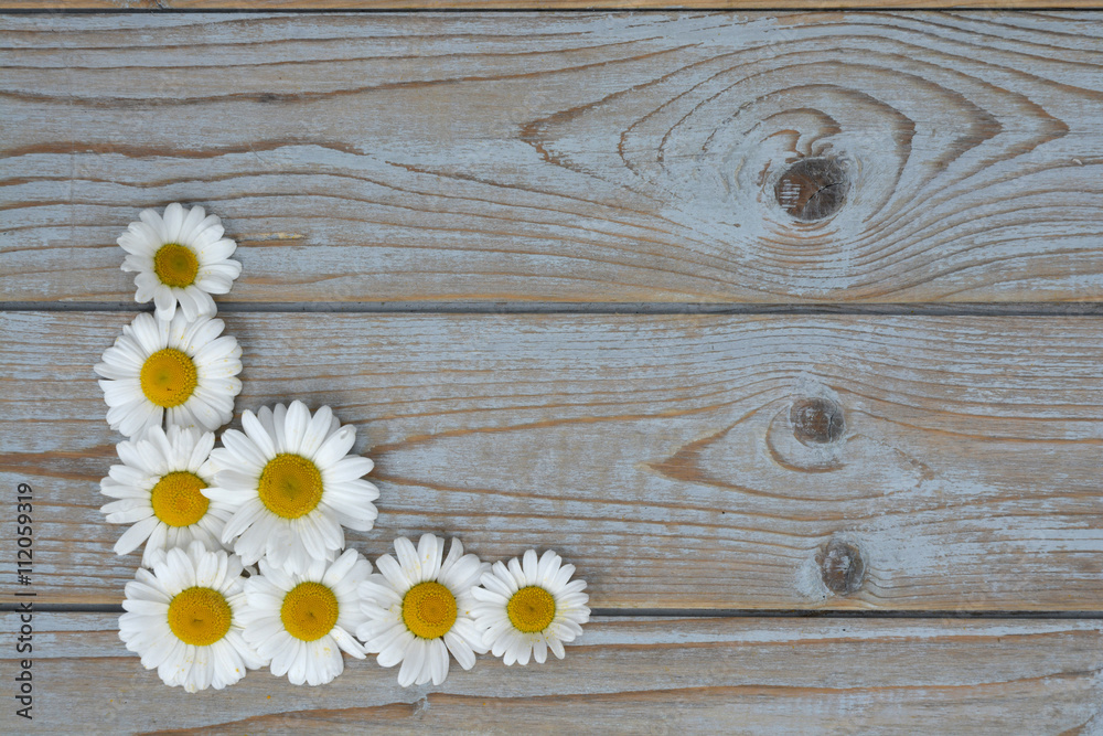 Obraz premium Empty copy space Background of blue painted wood with framework border line of field flowers, daisies
