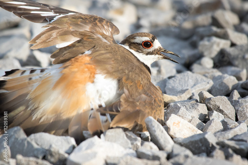 Killdeer sitting on eggs