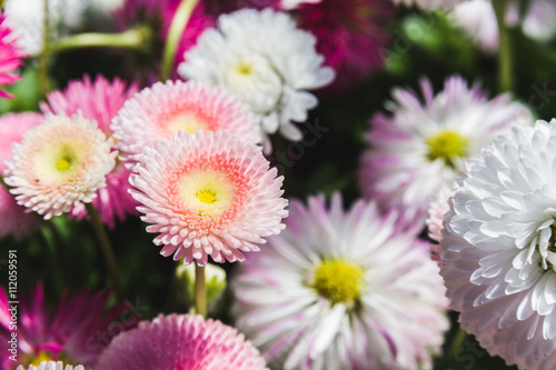 scattering of white  pink and red flowers on green lawn