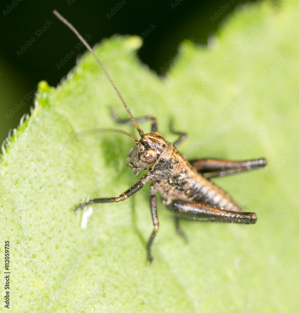 Grasshopper on a green leaf. macro Grasshopper on a green leaf. macro