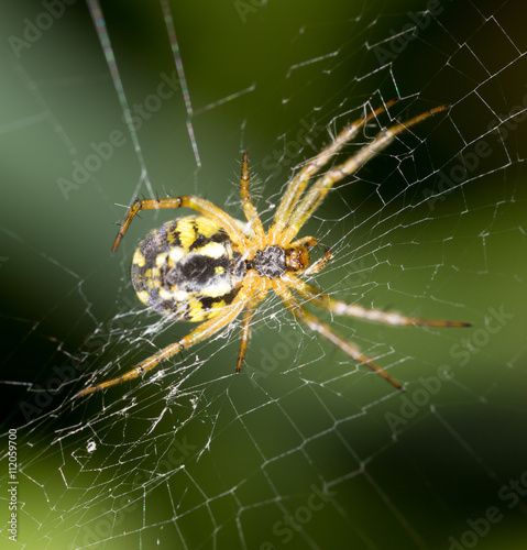 scary spider in nature. macro