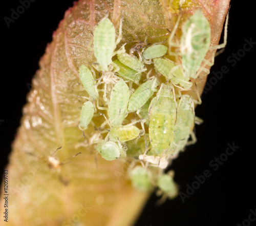 Aphids on a leaf in the nature. macro photo