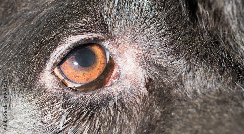Brown eyes in black dogs. macro Brown eyes in black dogs. macro