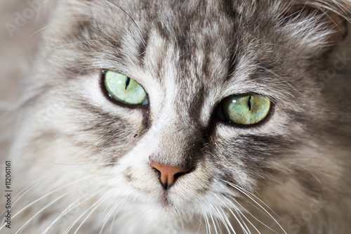 portrait of a beautiful cat in nature