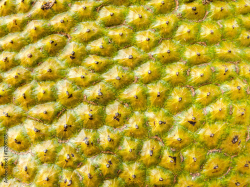 Closeup at surface of jackfruit background