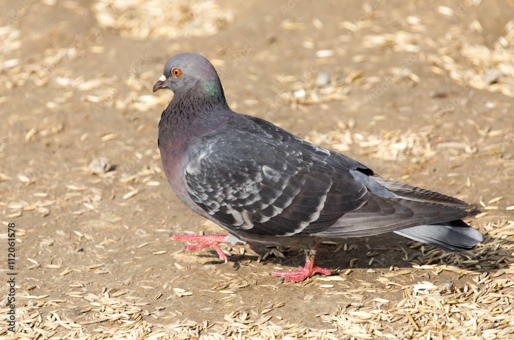 Obraz premium pigeon in the park on the nature