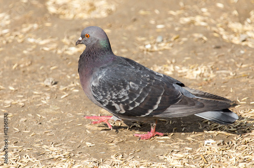 pigeon in the park on the nature