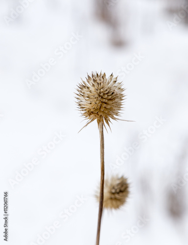 dry grass on a background of snow in the winter