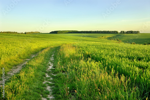 Rural road across the field