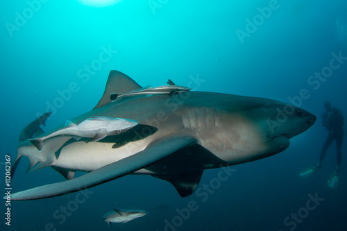 giant bull shark   Zambezi Shark swimming in deep blue water