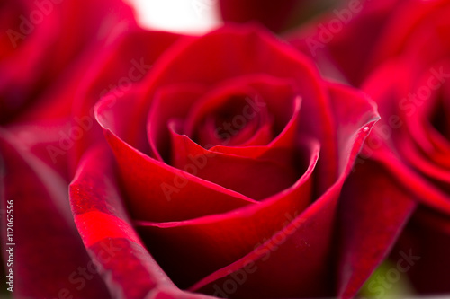 beautiful background of roses. macro