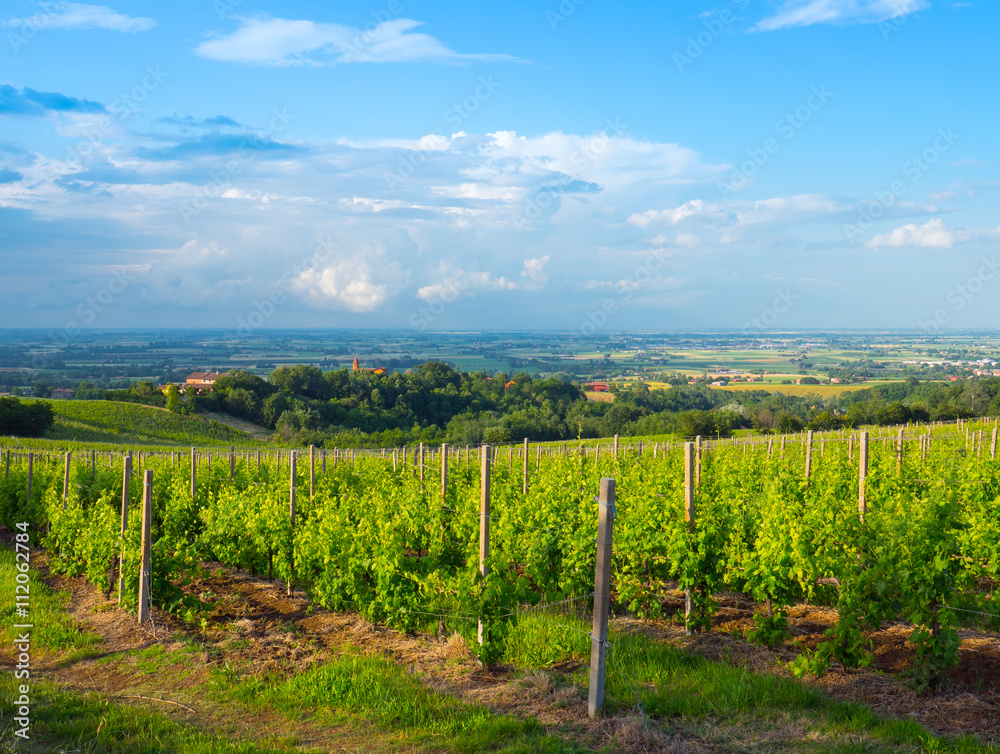 Fototapeta premium panoramic view of a vineyard