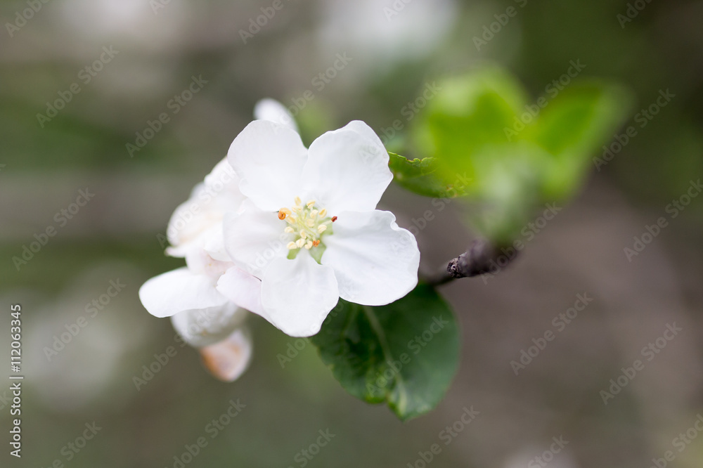 beautiful flowers on the tree in nature beautiful flowers on the tree in nature