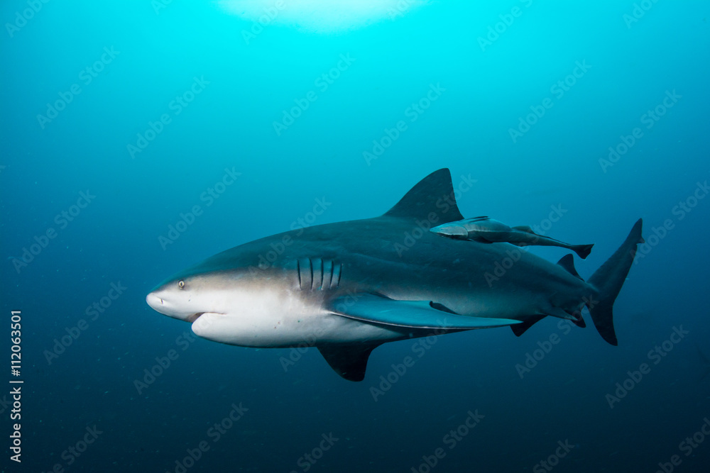 giant bull shark / Zambezi Shark swimming in deep blue water Stock