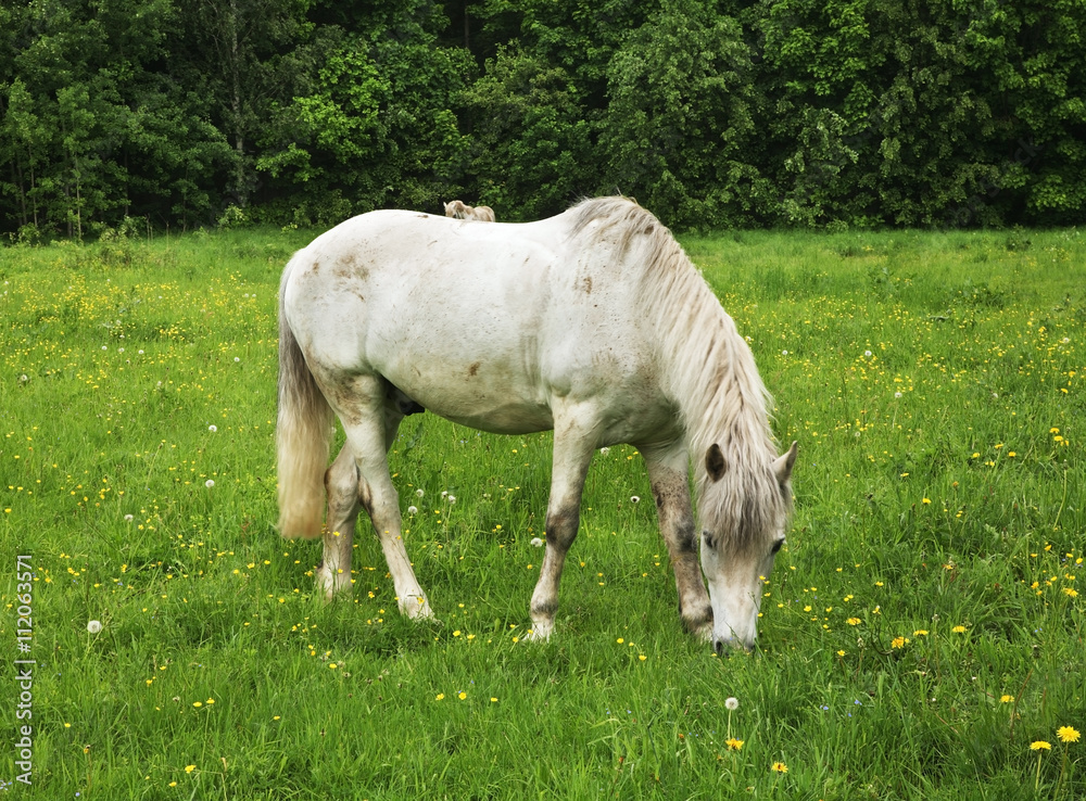 Horse in Sukhanovo homestead. Moscow region. Russia Horse in Sukhanovo homestead. Moscow region. Russia