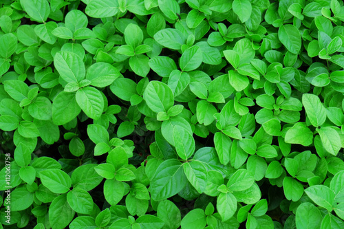 Wallpaper Mural Green background with fresh leaves. Vintage style Torontodigital.ca