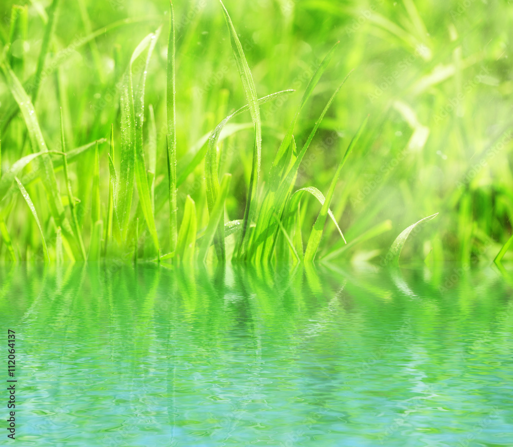 Obraz premium Natural background with green grass with morning dew and water