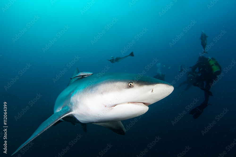 Naklejka premium giant bull shark / Zambezi Shark swimming in deep blue water