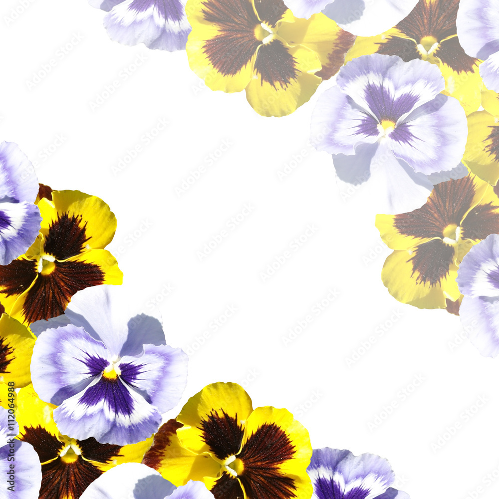Delicate floral pattern. Pansies Delicate floral pattern. Pansies