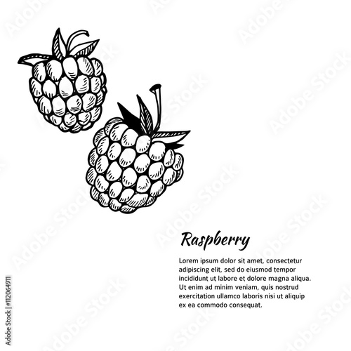 Hand-drawn vector illustration. Card or banner with raspberry. I