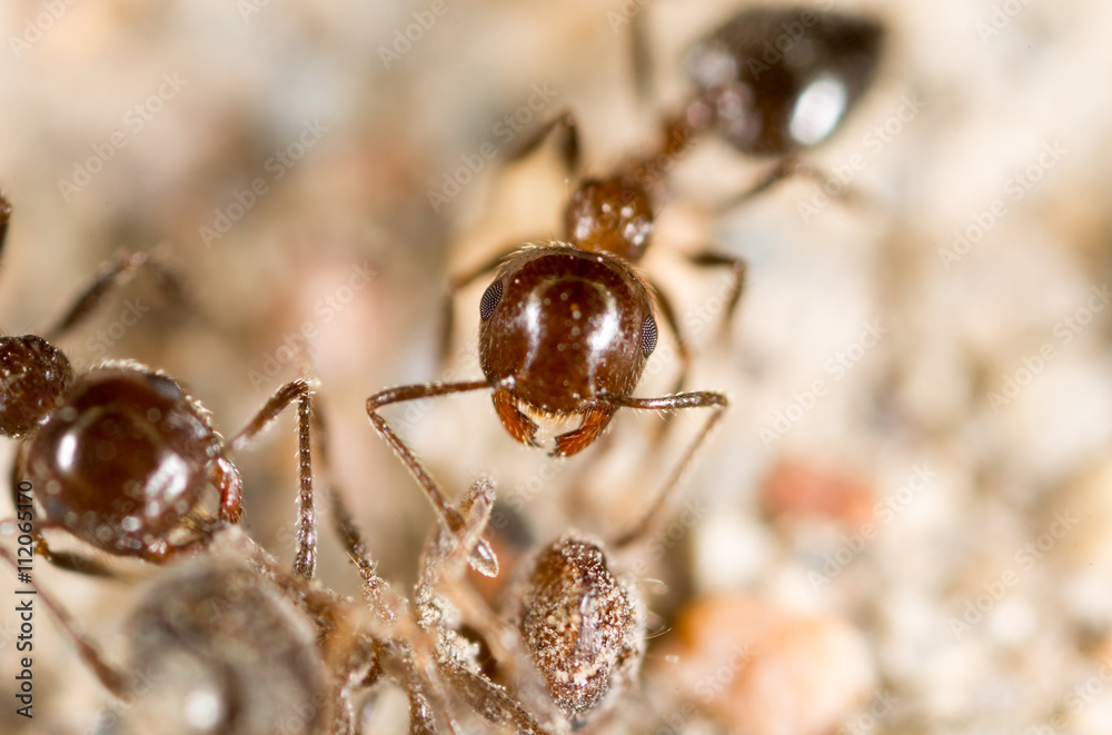 little ant in nature. super macro little ant in nature. super macro