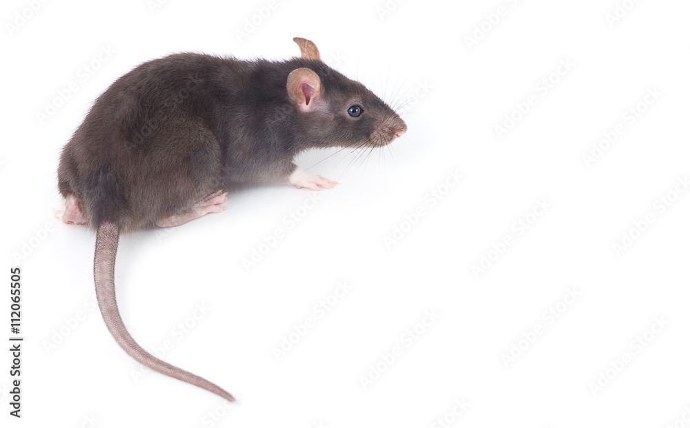 rat rat