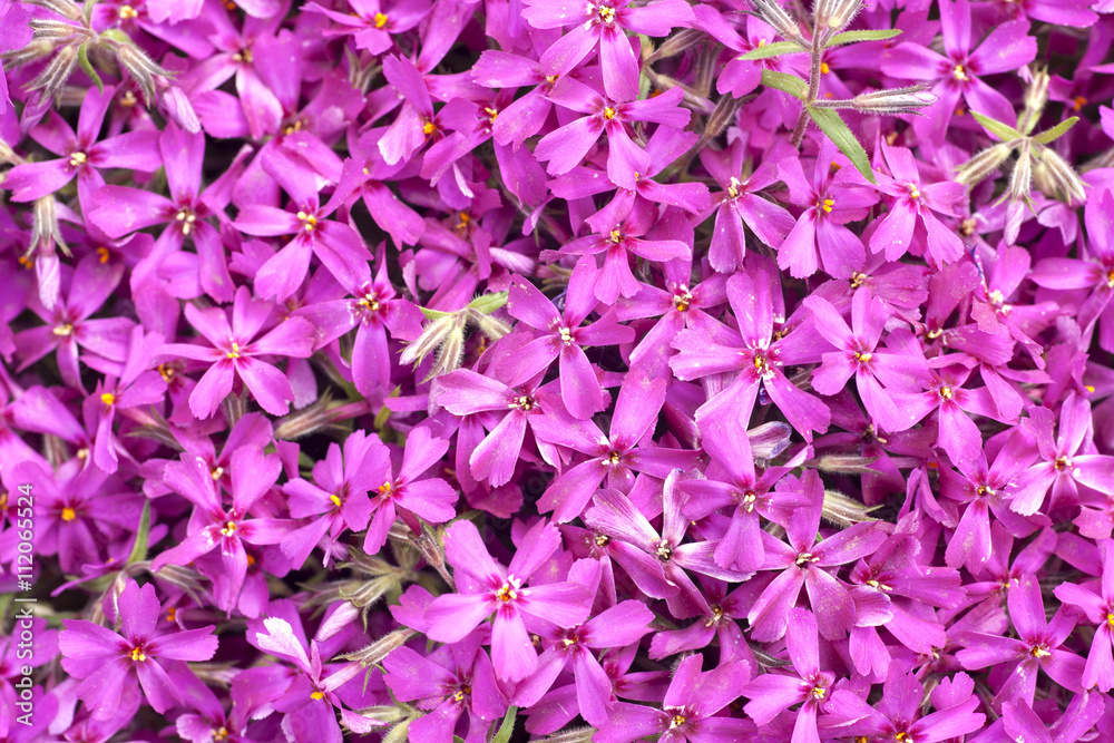 Bunch of flowers