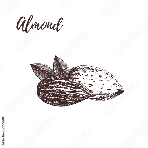 Almond hand drawn sketch. Vector illustration.