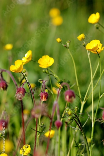 Field with buttercups and water avens