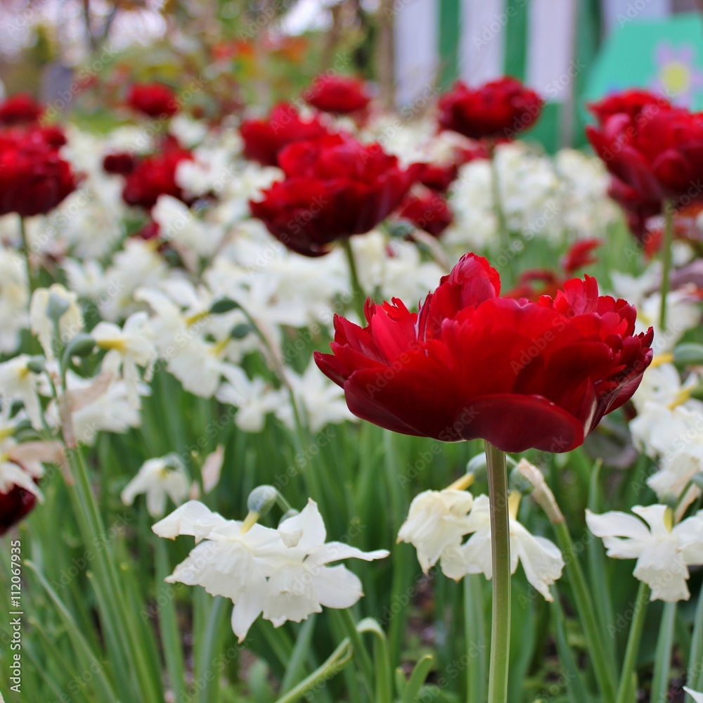Beautiful red double tulips in a flowerbed together with white narcissus Beautiful red double tulips in a flowerbed together with white narcissus