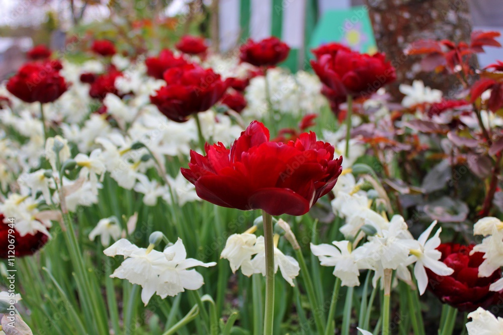 Beautiful red double tulips in a flowerbed together with white narcissus
