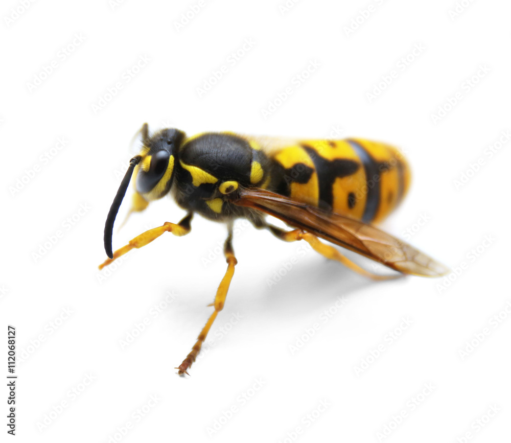 Wasp on white background Wasp on white background