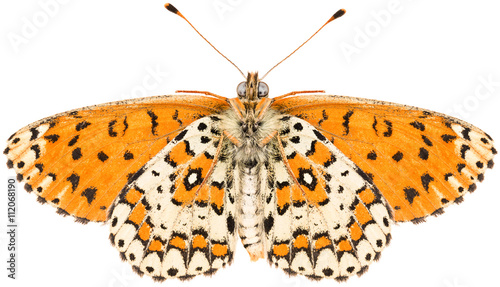 The Melitaea trivia lesser spotted fritillary beautiful butterfly isolated on white background, ventral view. © Anton