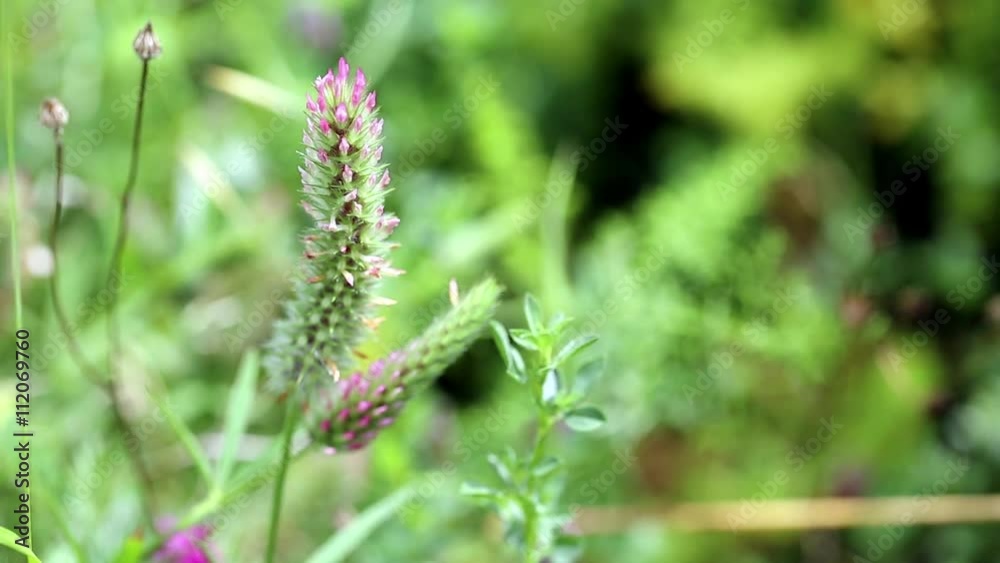 Trifolium angustifolium (narrowleaf crimson clover) wild plant in nature Trifolium angustifolium (narrowleaf crimson clover) wild plant in nature