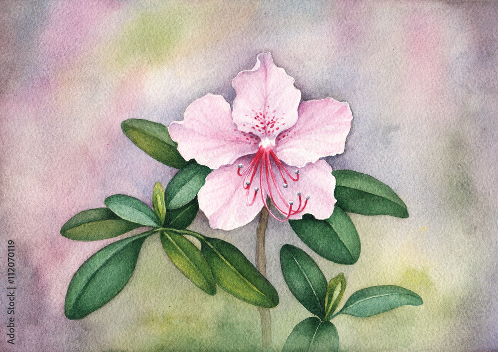 Fotografie Watercolor flower illustration