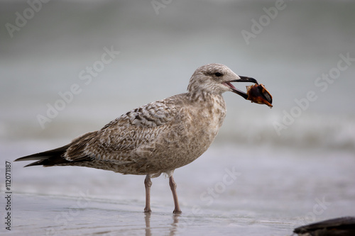 Herring Gull (Larus argentatus) walking with a knobby whelk shell.