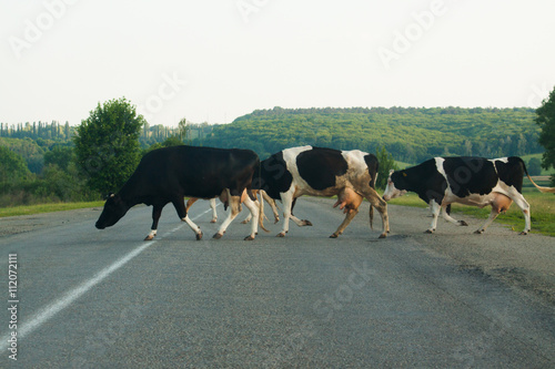 Canvastavla Cow on the road.