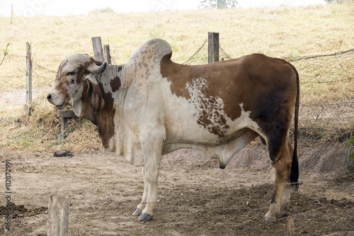 gyr bull photo