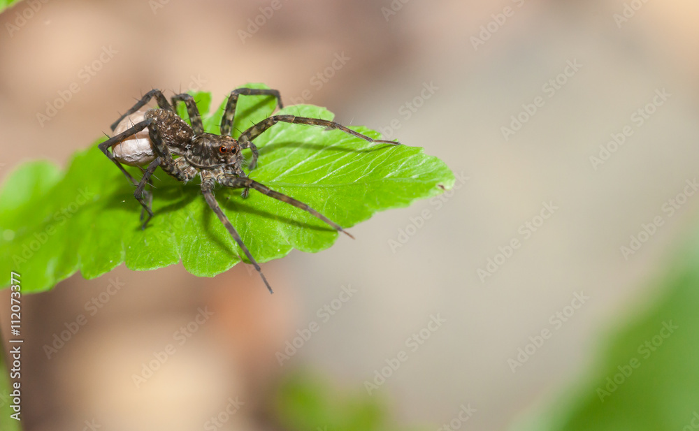 Spider predator wait for victim in the nature