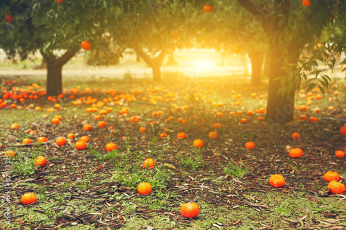 tangerine or orange trees with lying ripe fruits