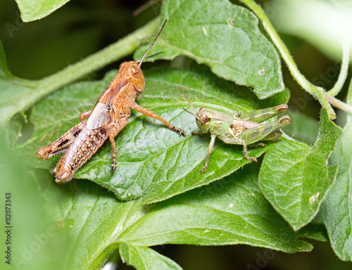 two grasshoppers- close up