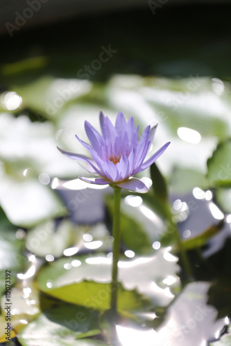 Lotus in a pond with bloom.
