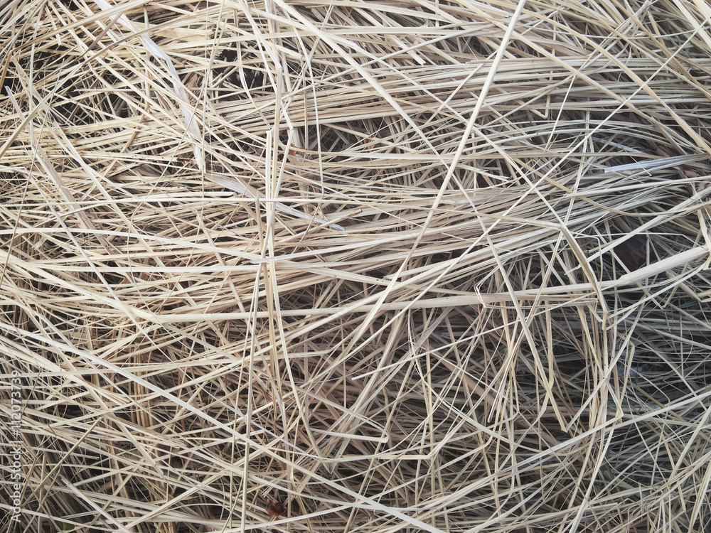 Dry grass Dry grass