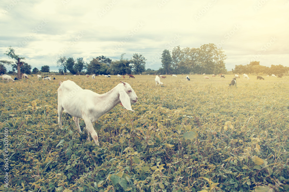 Fototapeta premium Goat farm